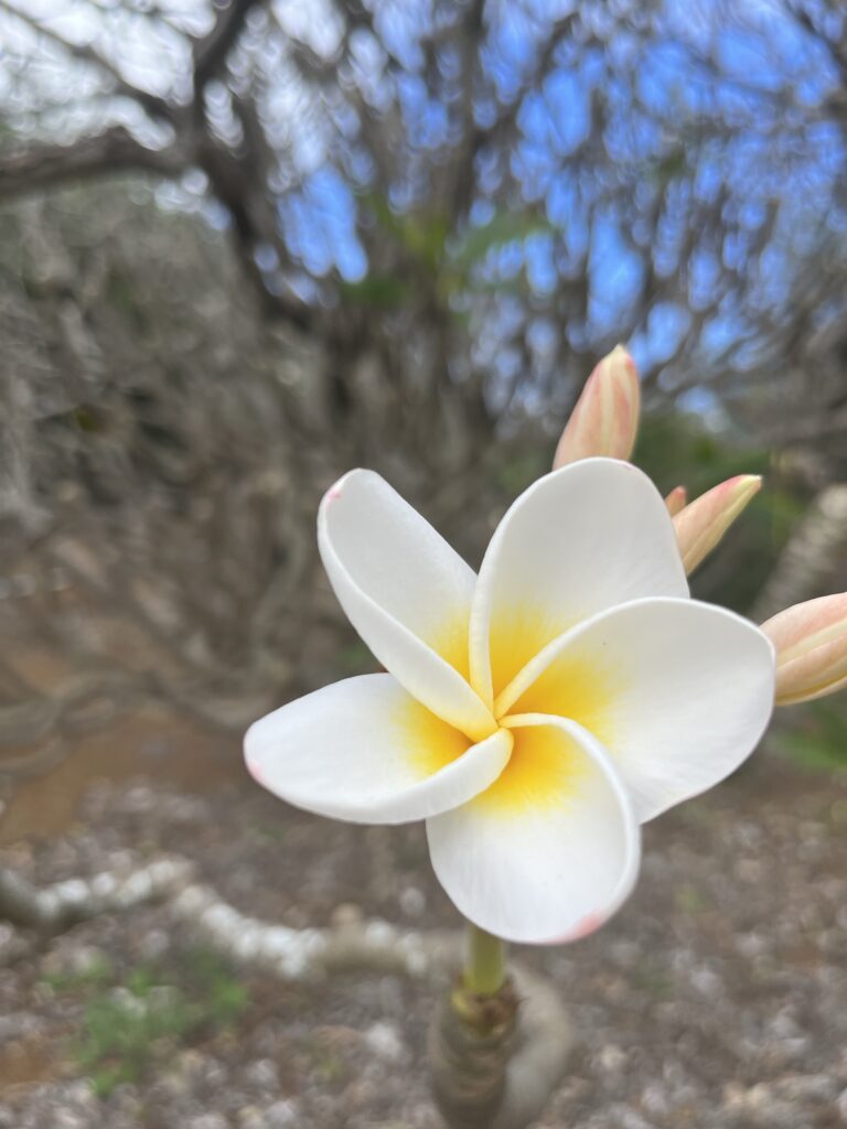 Koko Cater Botanical Garden 