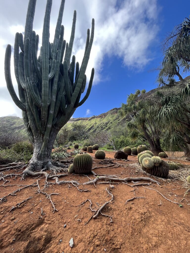 Oahu Hikes