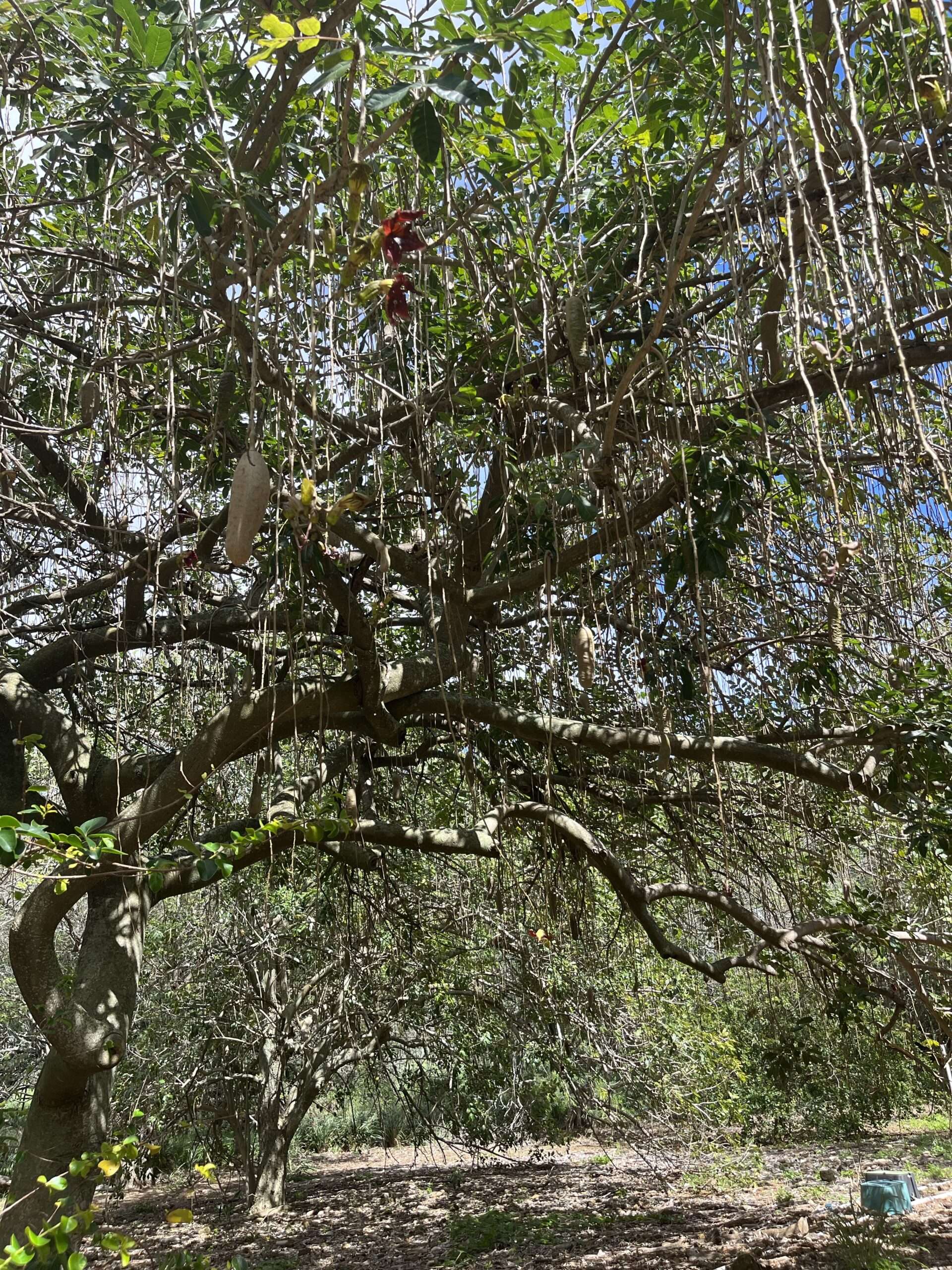 Sausage Tree
