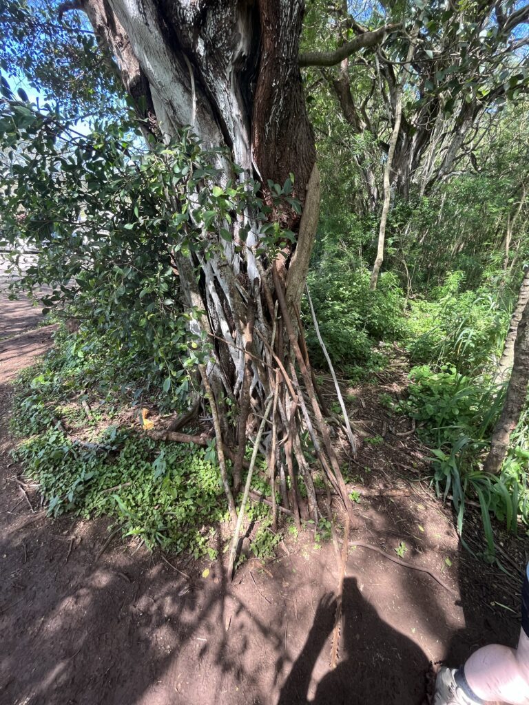 Ehukai Pillbox 