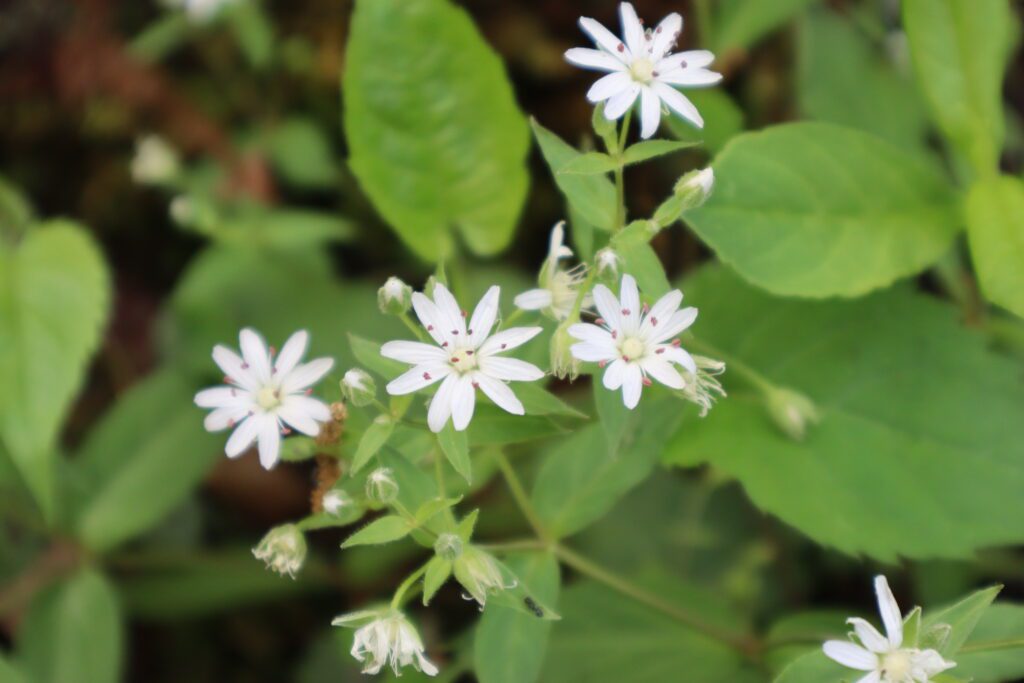 spring flowers