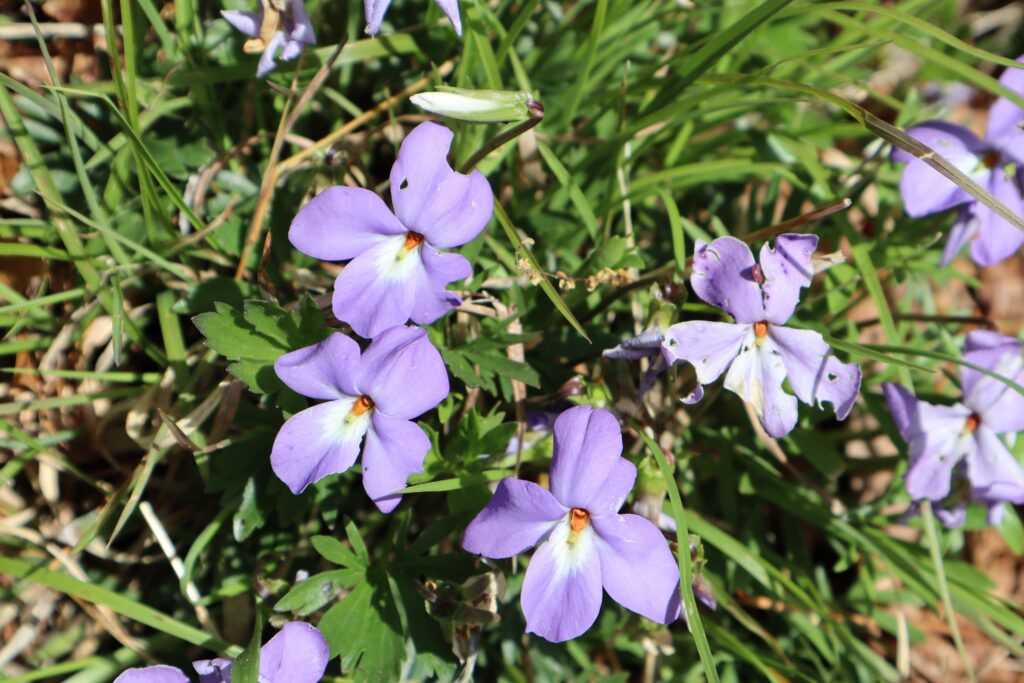 wild flowers