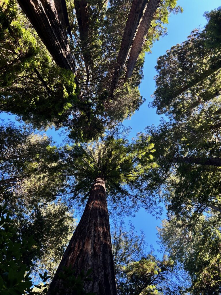 Muir woods day trip