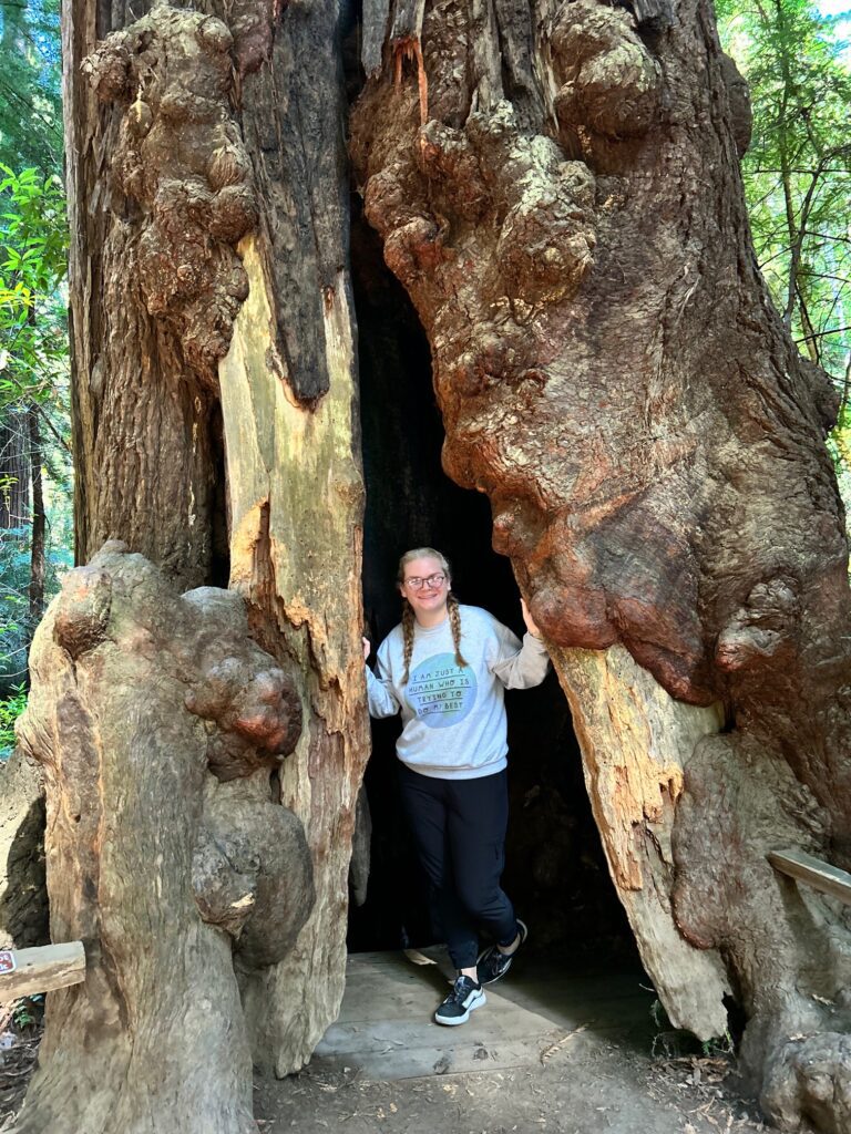 Red wood forest