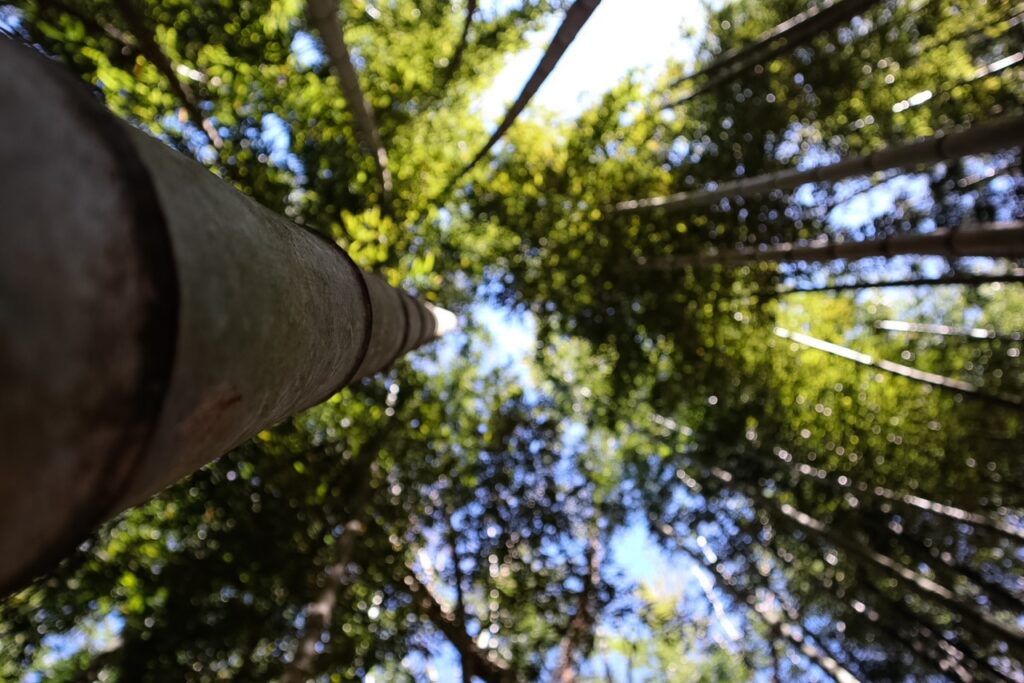 Bamboo forest atlanta