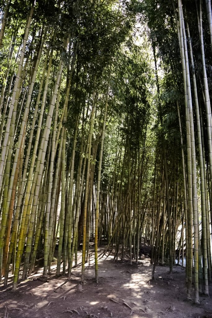 Bamboo forest Atlanta