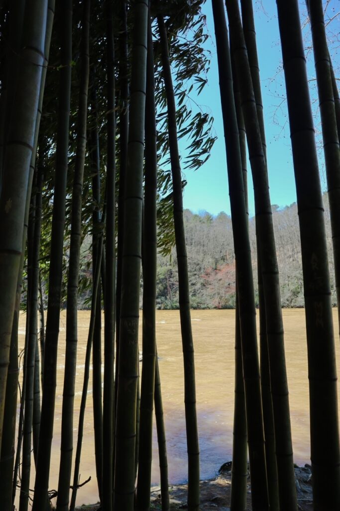 Bamboo forest atlanta