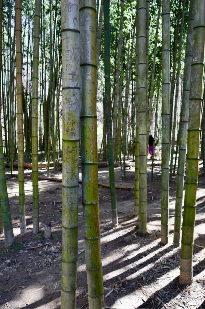 Bamboo forest atlanta